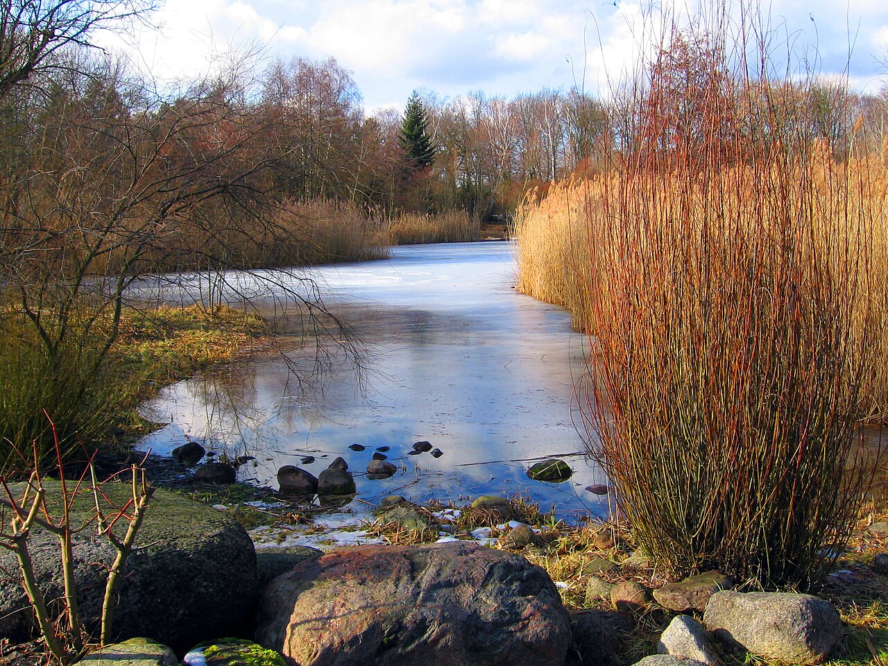 Kleines Biotop im Volkspark Hasenheide in Berlin