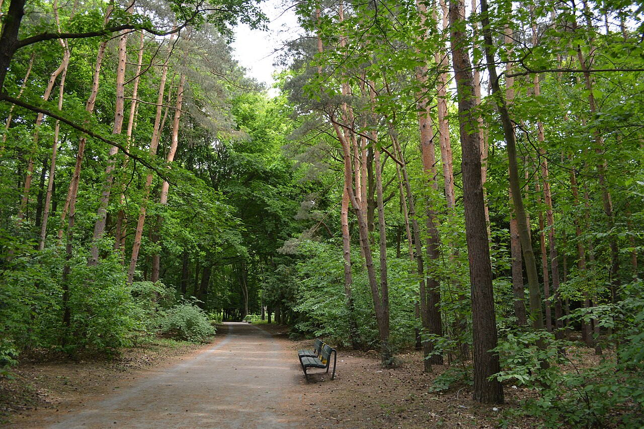 Baumallee im denkmalgeschützten Volkspark Jungfernheide in Berlin-Charlottenburg