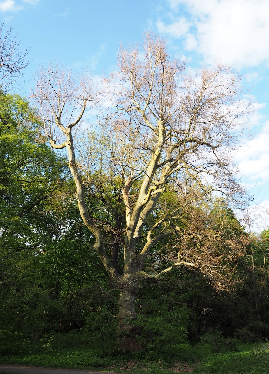 Foto von Volkspark Schönholzer Heide
