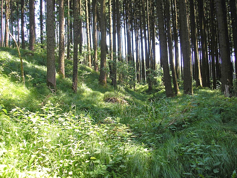Frühmittelalterlicher Ringwall "Vorderer Schlossberg" bei Mering (Landkreis Aichach-Friedberg, Bayerisch-Schwaben