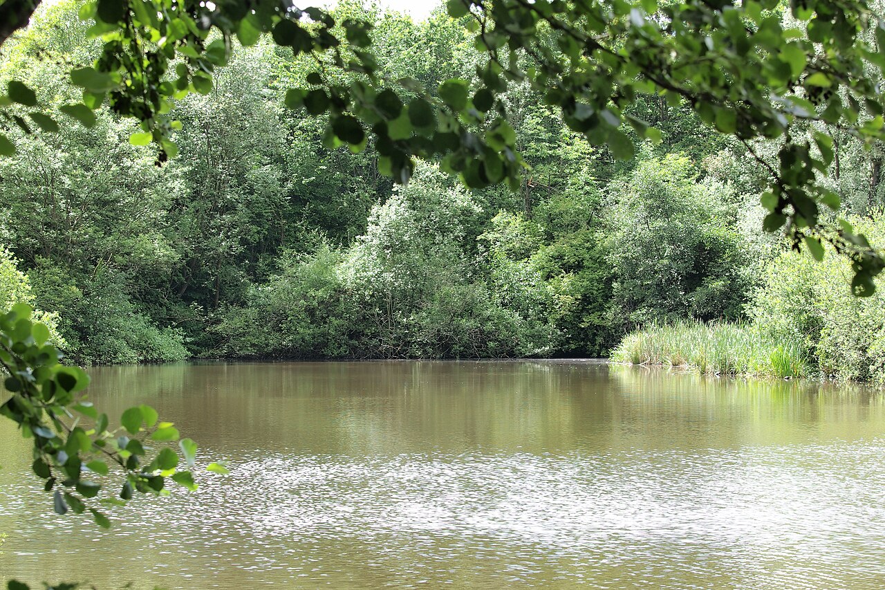 Naturschutzgebiet Vossnacken in Herne (HER-001), im östlichen Herne, stehendes Gewässer im Bergsenkungsbereich