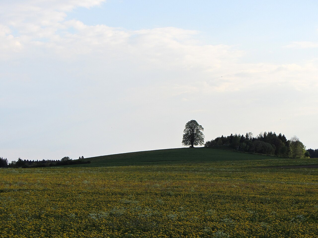 Wachbühl - geknipst von der Hofkapelle Galgenhöfle - 300 m südlich Zentrale Richtstätte Herrschaft Zeil