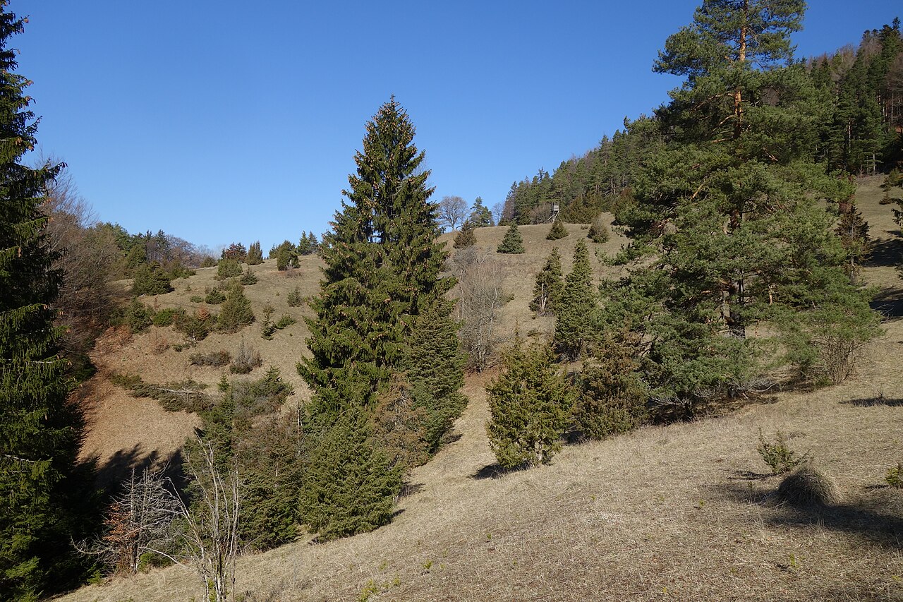 Wacholderheide im Naturschutzgebiet Wacholderbusch