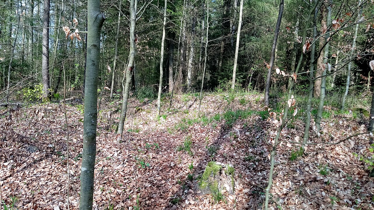 WP Hergenstadter Wald