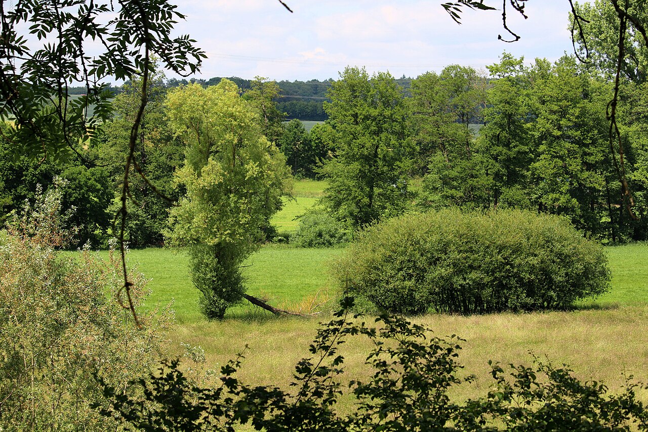 Naturschutzgebiet Waibstädter Schwarzbachaue (Rhein-Neckar-Kreis)