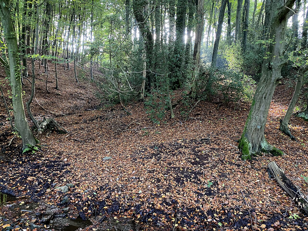 Buchenwald mit Stechpale als Unterholz östlich Am Kotten im Naturschutzgebiet Wald am oberen Paasbach