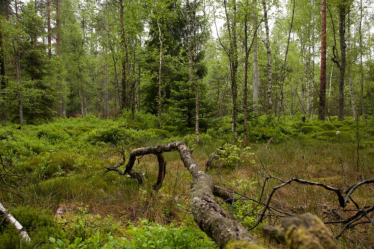 Totholz und Moospolster im Naturschutzgebiet „Waldmoor-Torfstich“ (NSG 2