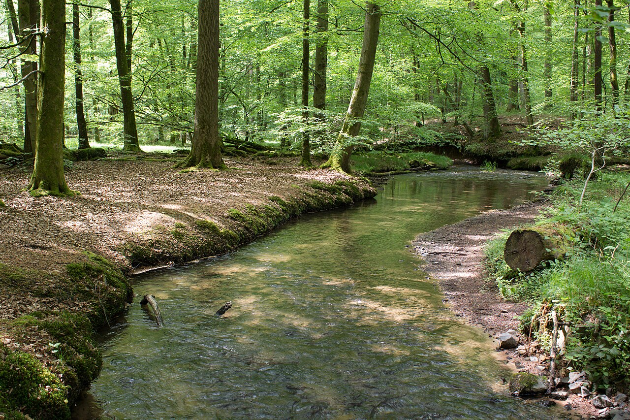 Bachlauf im Naturschutzgebiet „Waldweiher bei Bad Soden-Salmünster“