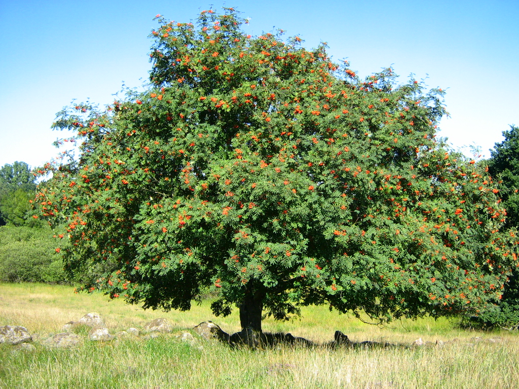 Solitäre fruchtende Eberesche ( Sorbus aucuparia ) am Rand eines Os´s bei Gatschow, Gmde