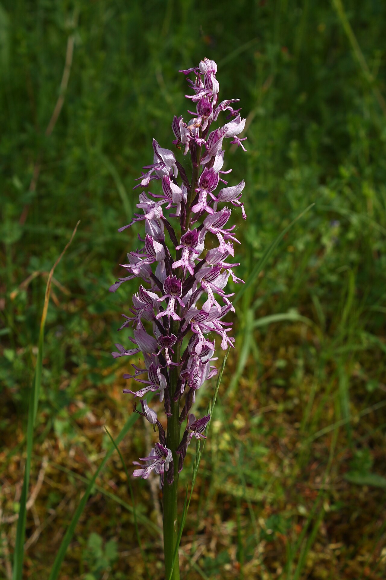 Blooming military orchid ( Orchis militaris )