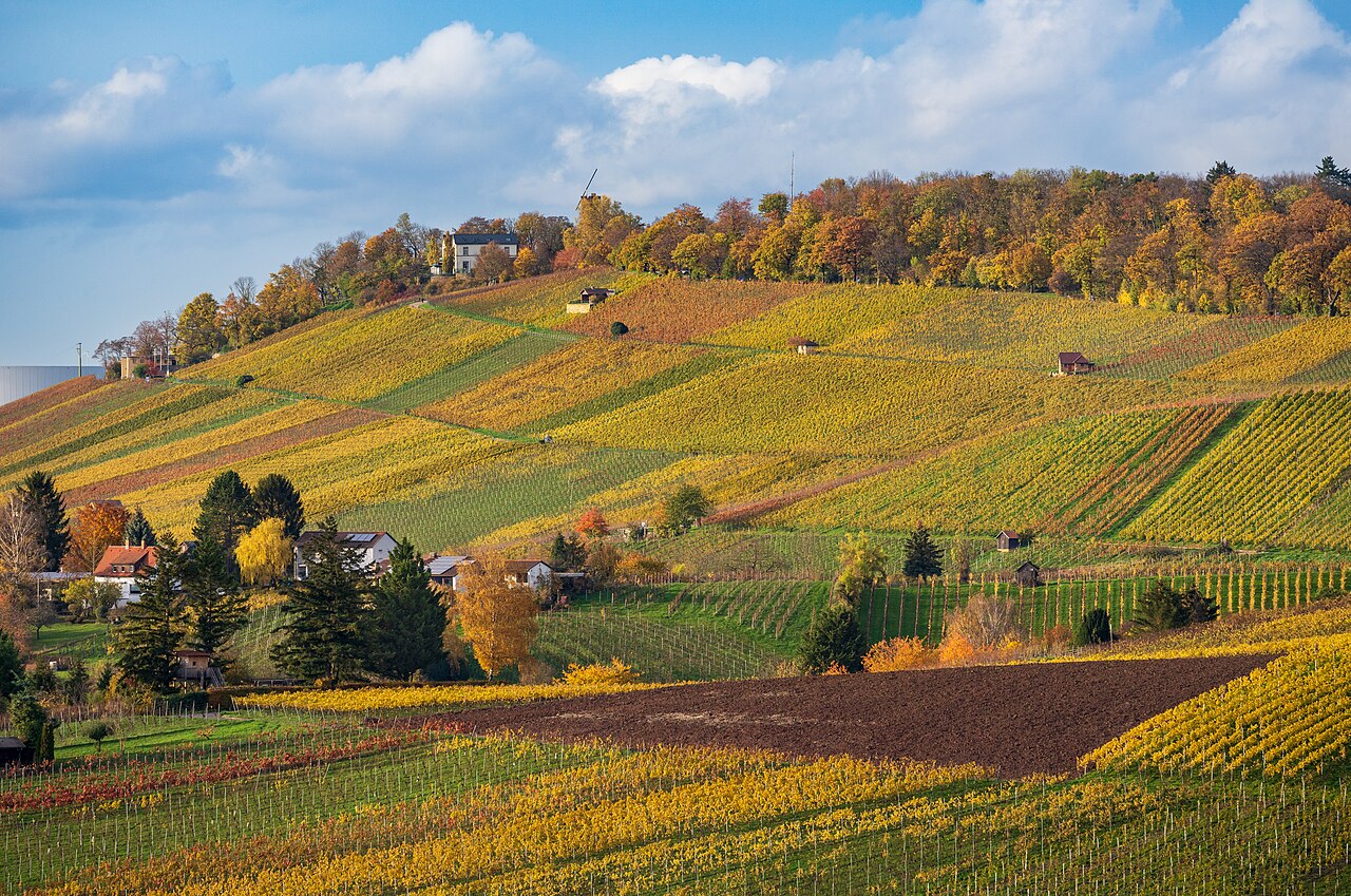 Blick vom Heilbronner Keuperweg unterhalb des Galgenbergs nach Nordwesten über Weinberge und Felder auf den Wartberg