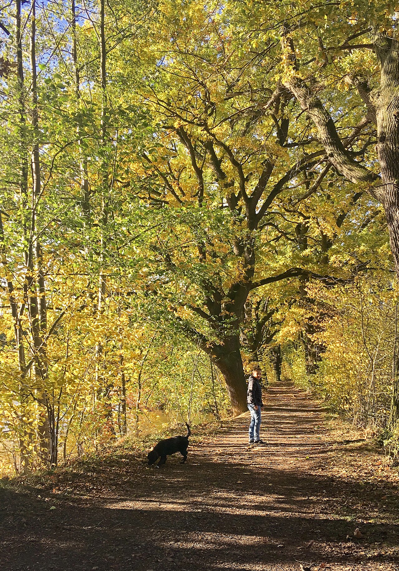 Forest