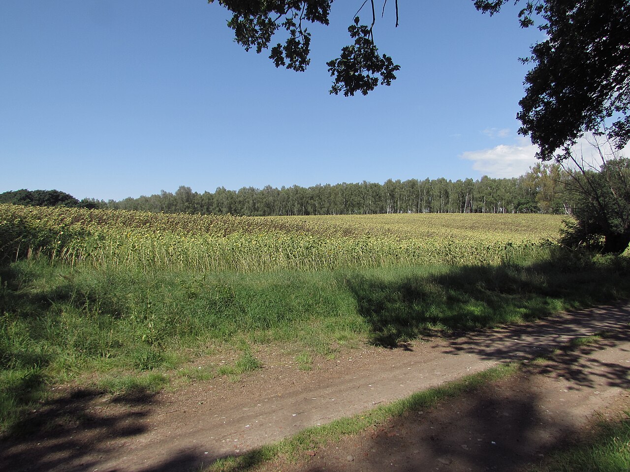 wasenberg bei mötzow