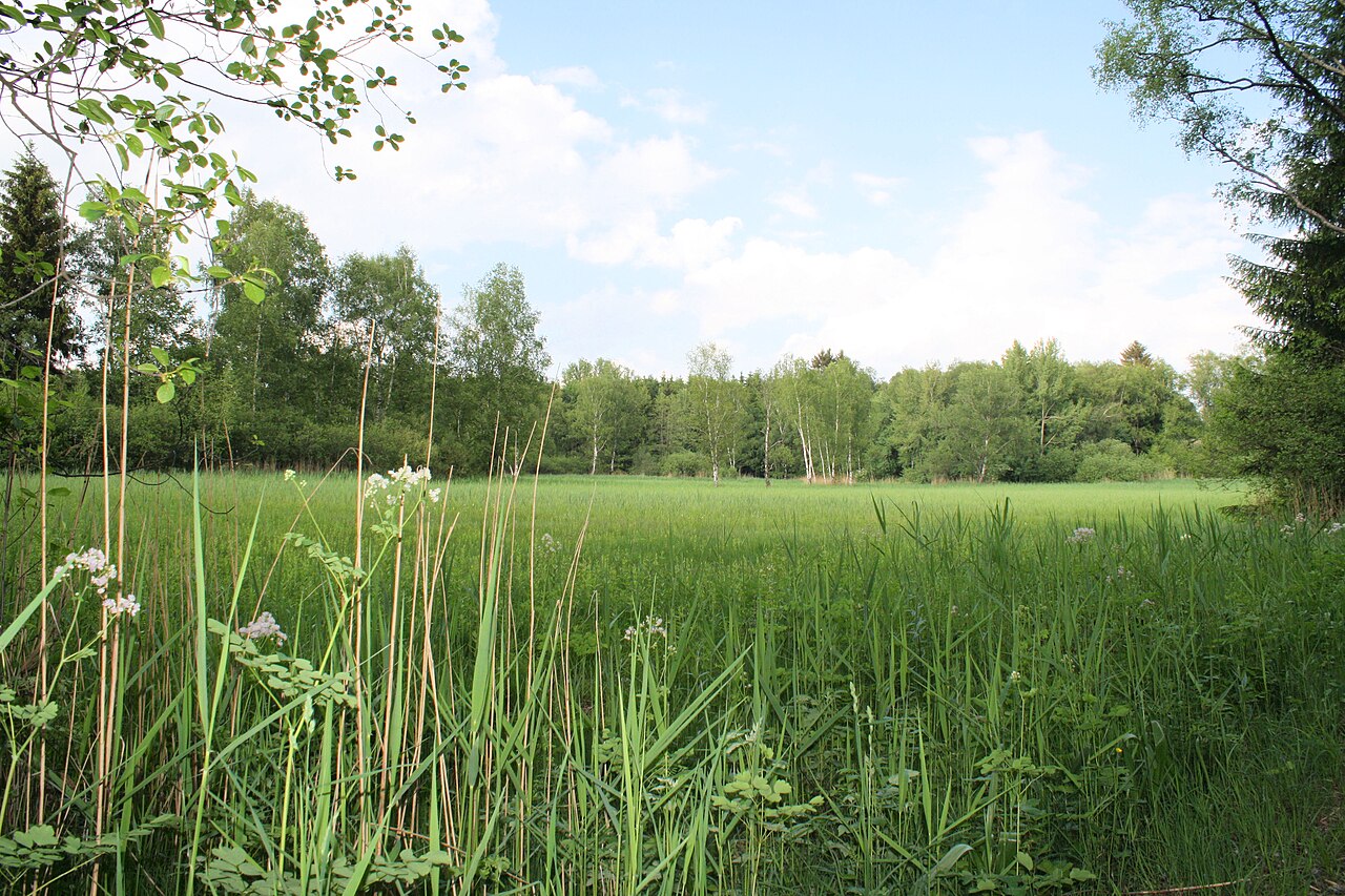 The reserve Wasenmoos