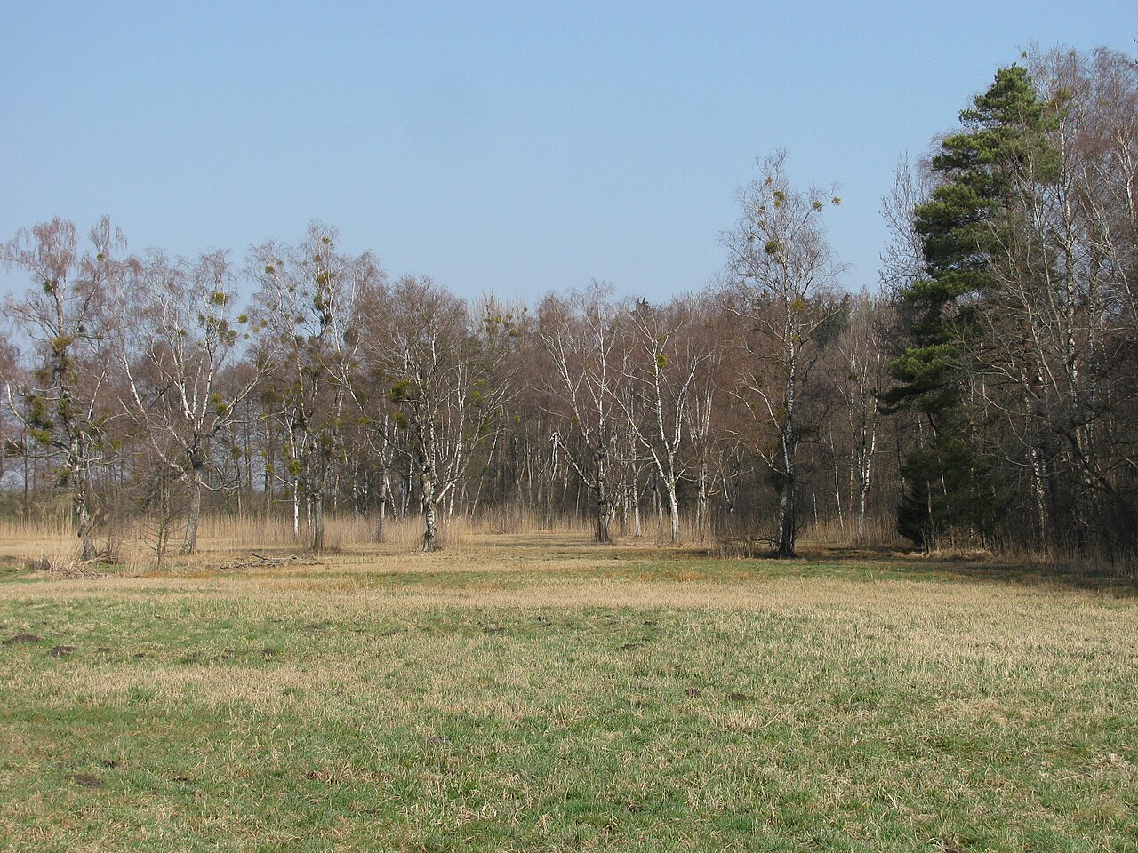 Germany - Baden-Württemberg - Bodenseekreis - Tettnang: nature reserve 'Waasenmoos'