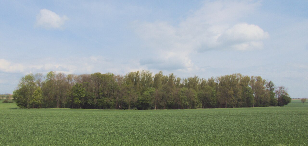 Das Wehmholz aufgenommen vom Wehmberg