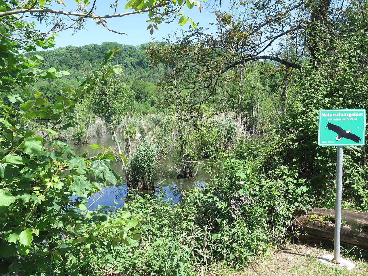 Naturschutzgebiet Wehramündung, Blick von Süd-Südost auf die Lagune