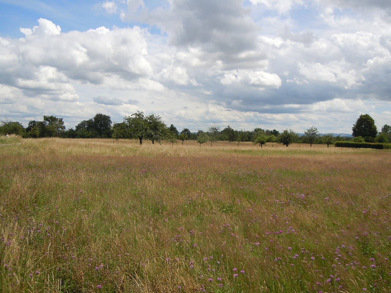 Streuobstgebiet Heidäcker im Naturschutzgebiet Weidach- und Zettachwald, ganz hinten rechts der Albtrauf