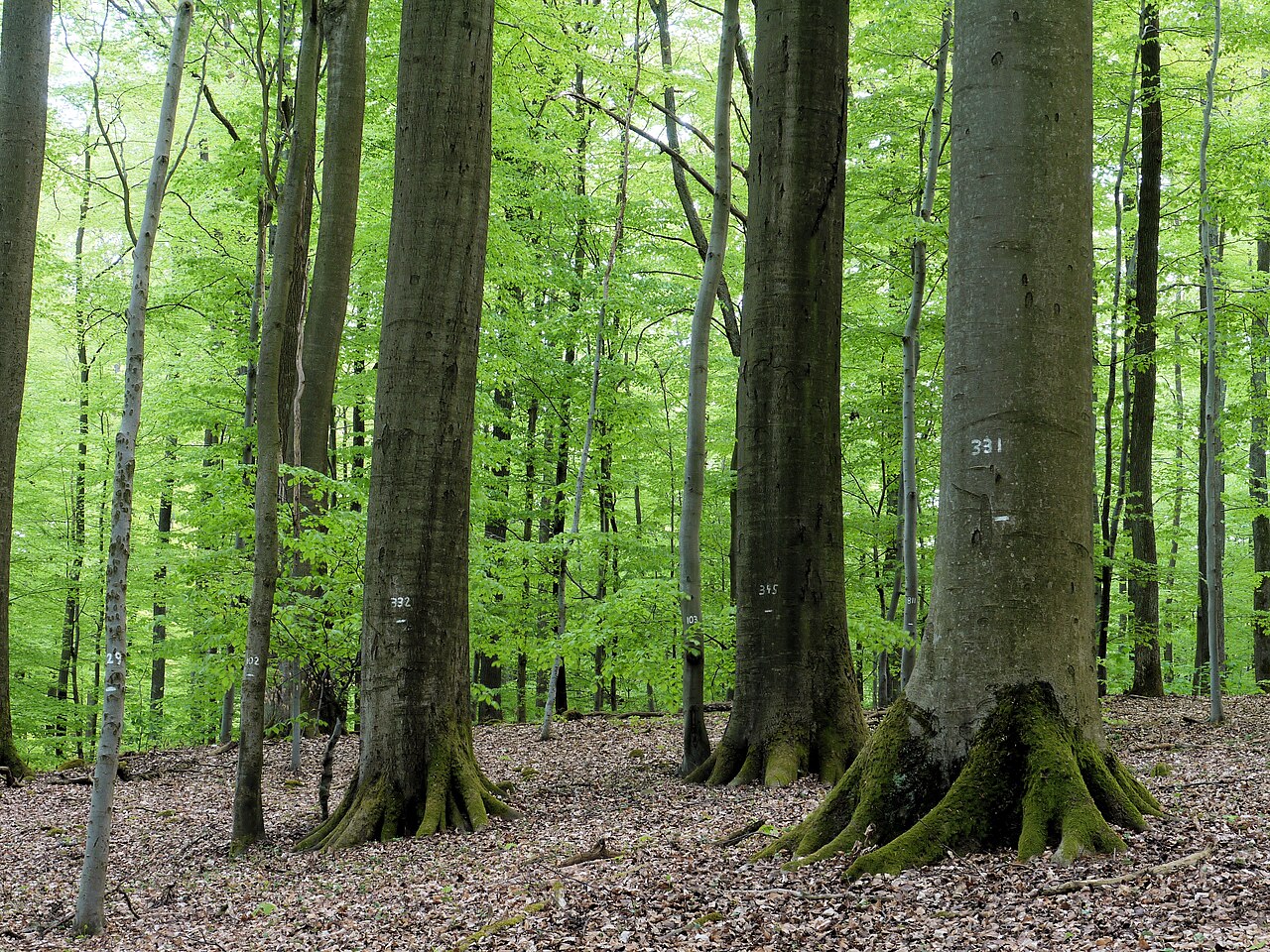 Foto von Weilersbachtal