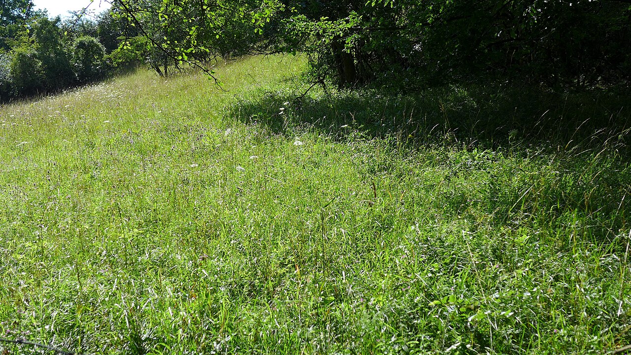 Ein Trockenrasen in leichter Hanglage auf dem Weinberg, Naturschutzgebiet „Weinberg bei Holenberg“