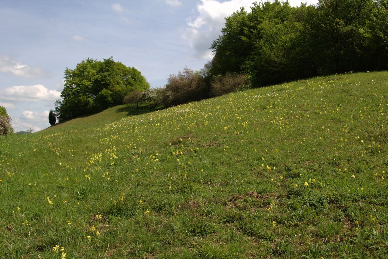 Weinberg und Giebel bei Elm near Elm, Nature Reserve, Schluechtern, Hesse, Germany