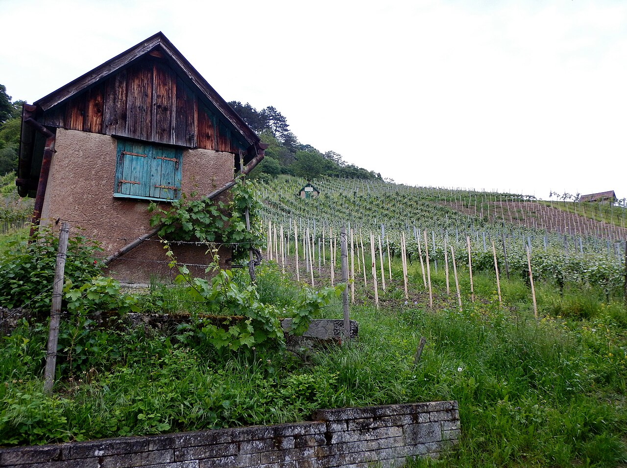 Weinberg in Metzingen