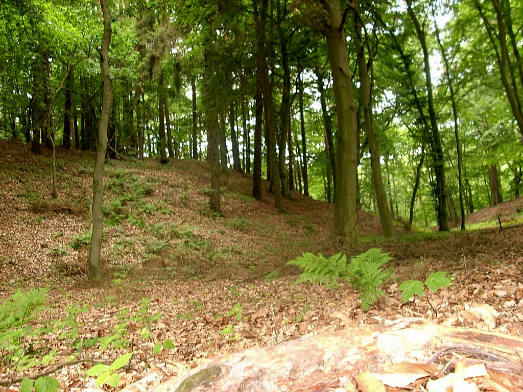 Weisser Wall an der Peene