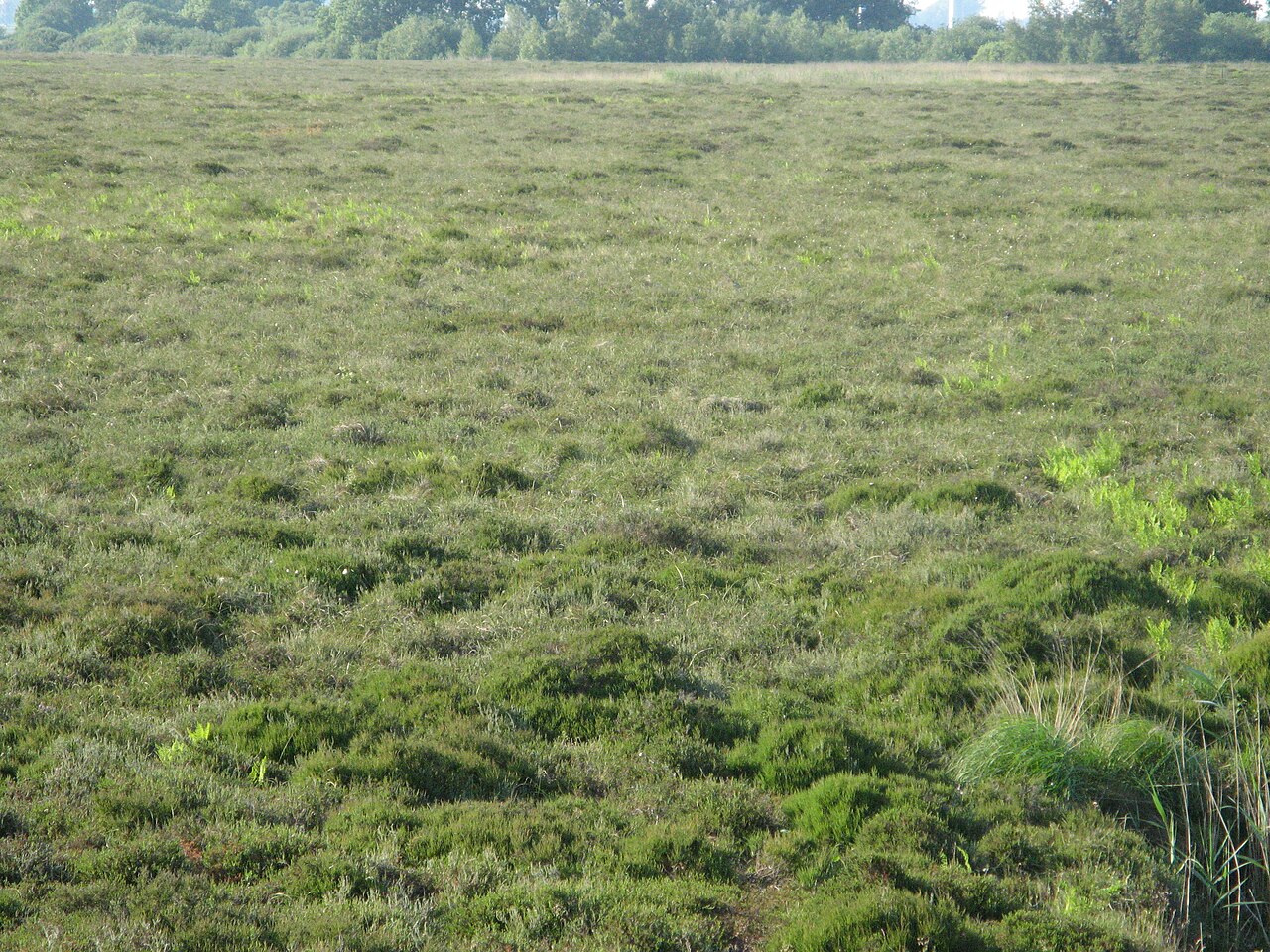 Naturschutzgebiet Weißes Moor in Neuenkirchen