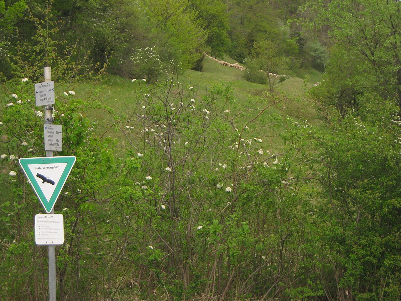 Schafauftrieb auf der Wacholderheide des Naturschutzgebiet Wendelstein am Albtrauf oberhalb Eningen unter Achalm