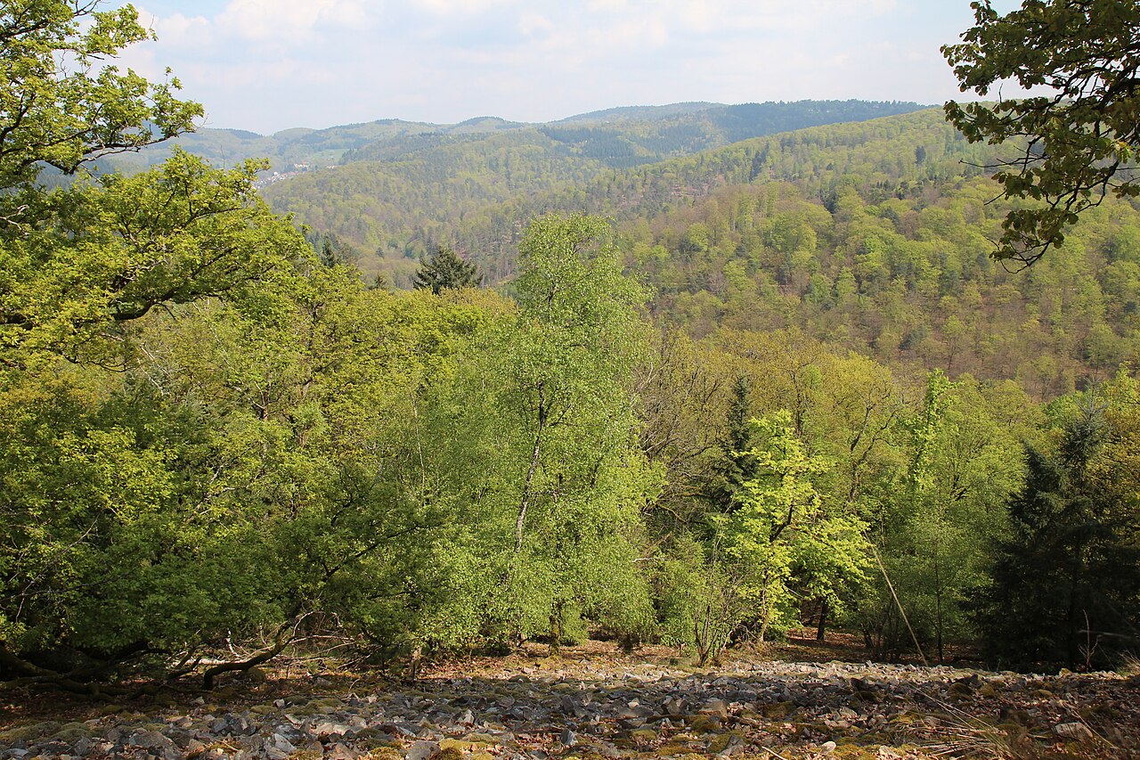 Blocks of Rhyolite on the slopes of Wendenkopf