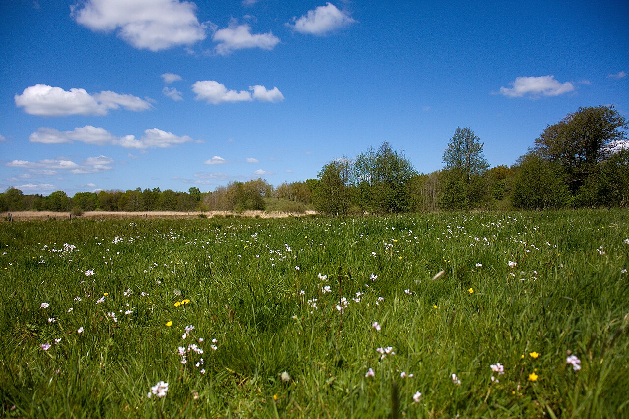 Blick ins Naturschutzgebiet Wennebeker Niederung Höhe Springwedel
