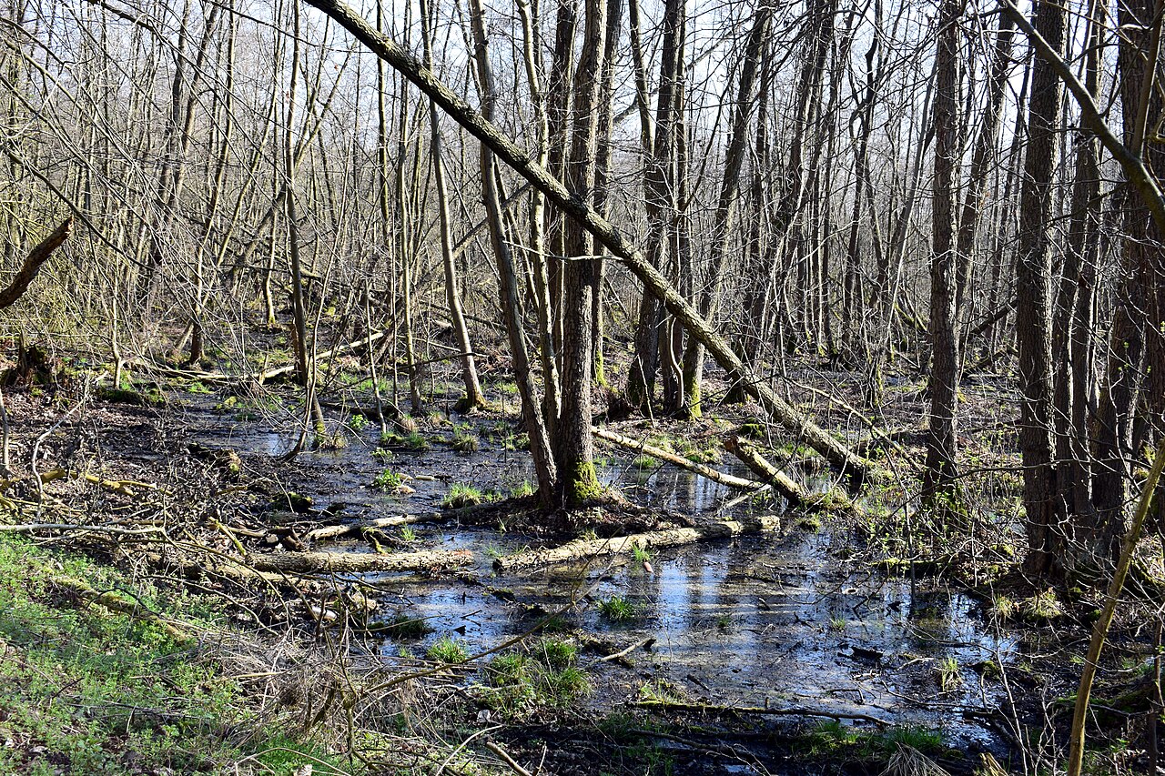Im Naturschutzgebiet Wernsdorfer See, Landkreis Dahme-Spreewald und Landkreis Oder-Spree, Brandenburg, Deutschland