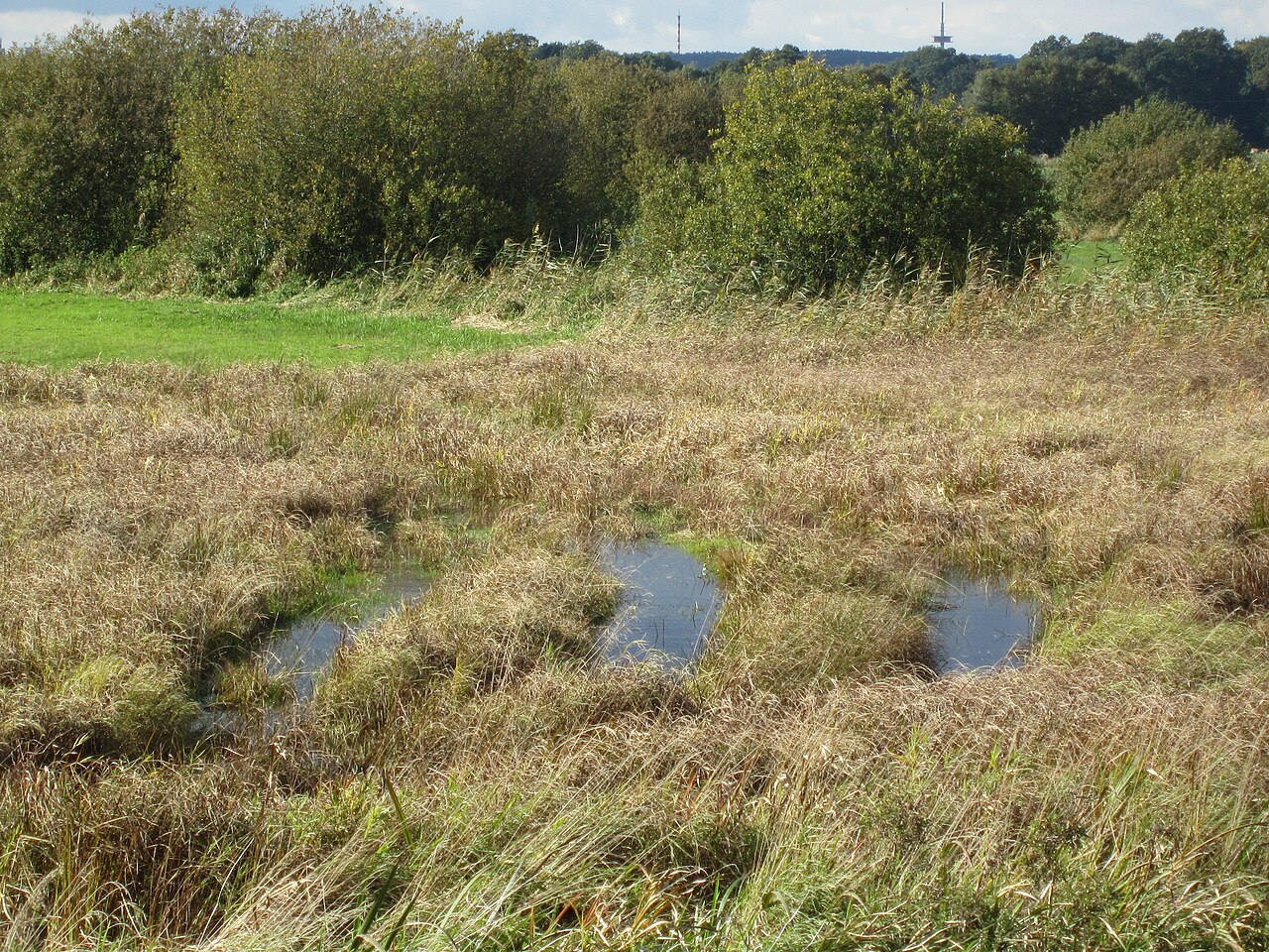 Wet meadow in the nature reserve "Westliche Dümmerniederung" in Lower Saxony
