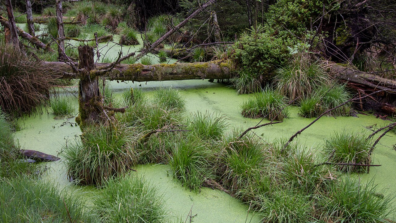 Der Bannwald im südwestlichen Bereich des Wettenberger Rieds in Oberschwaben (Schutzgebiets-Nr