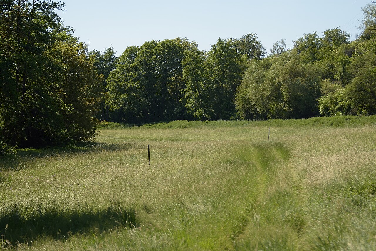 NSG Wickerbachaue von Flörsheim und Hochheim, Wiesengelände