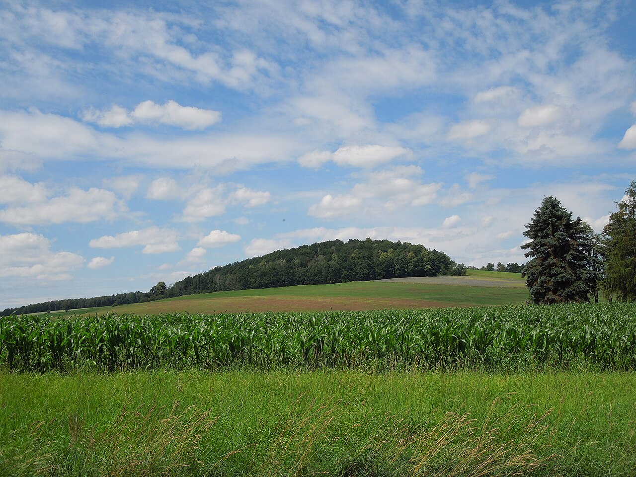 Blick auf den Wiedeberg bei Hainewalde