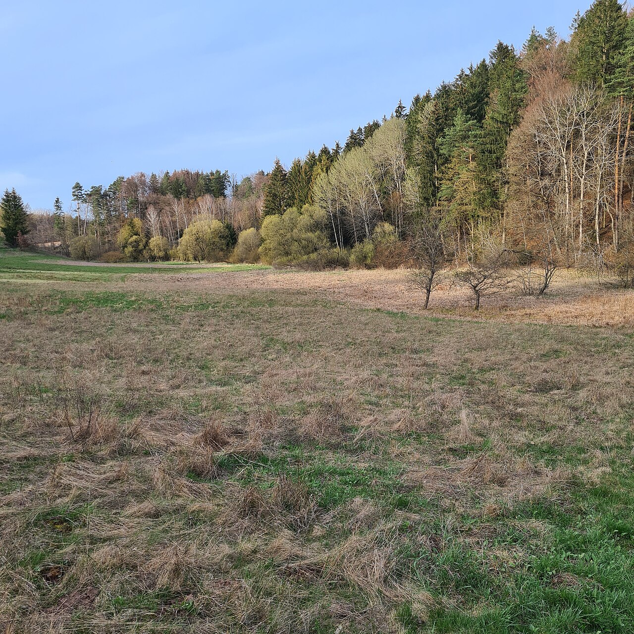 Feuchtwiese an Dachsbachmündung (Flußaufwärts)