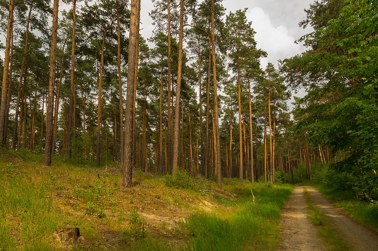 Foto von Wiesenau