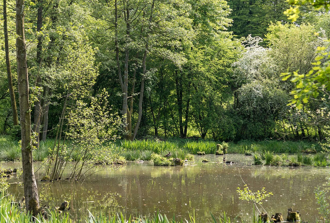 Enten im Naturschutzgebiet „Wiesentälchen von Beedenkirchen“ (NSG 1431025)