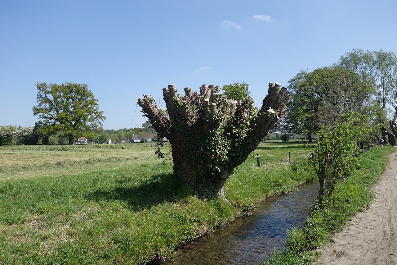 Kopfweide am Wildbach in der Soers