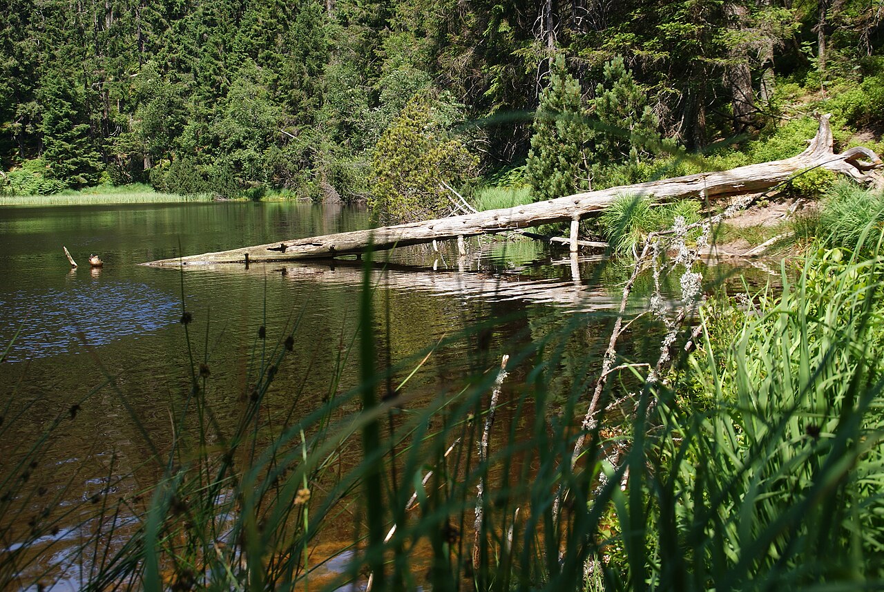 Wildsee im Nationalpark Schwarzwald