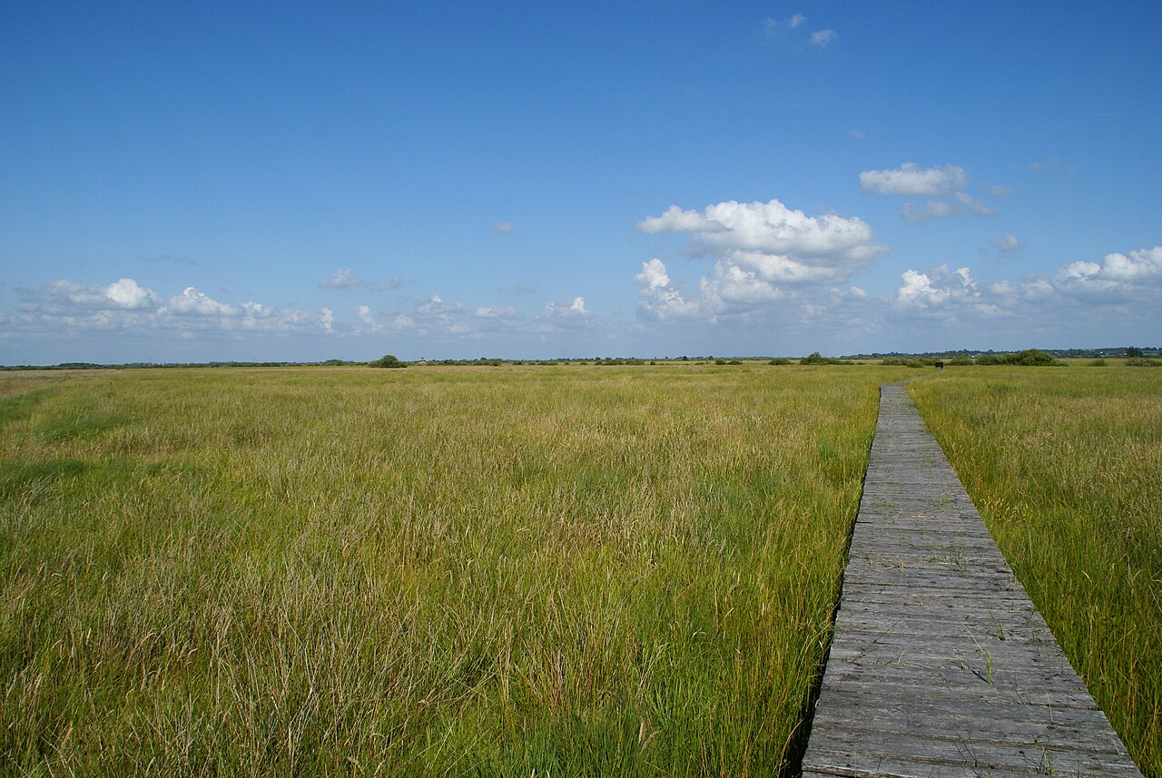 open landscape "Wildes Moor" mire, Schleswig-Holstein, Germany