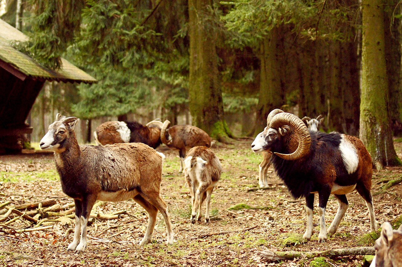 Mufflons im Wildgatter