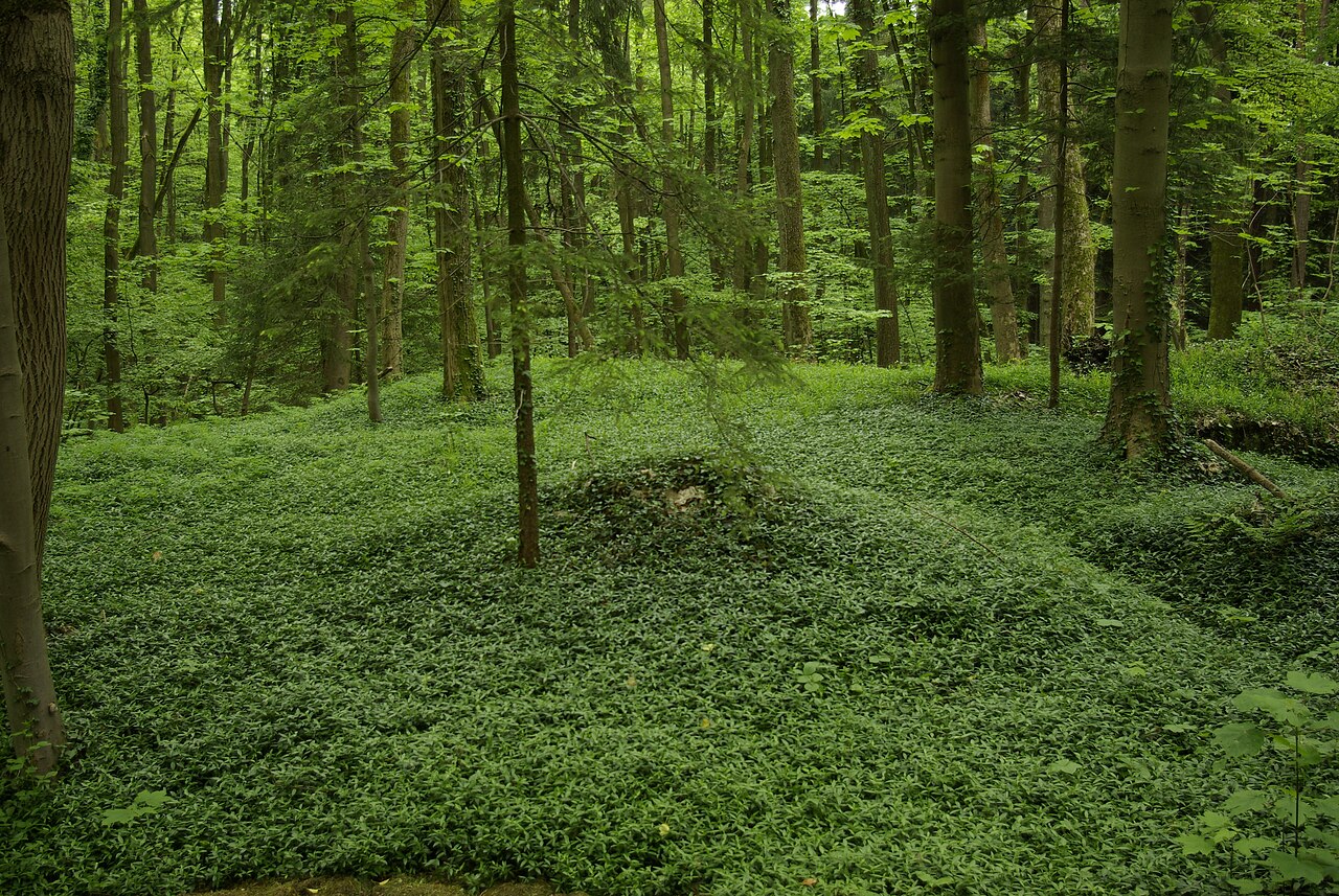 Nature reserve Wildnis am Rathsberg
