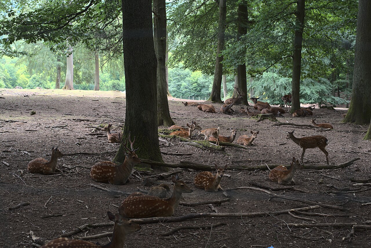 Eine Gruppe ruhender Sikahirsche ( Cervus nippon ) im Wildpark Völklingen