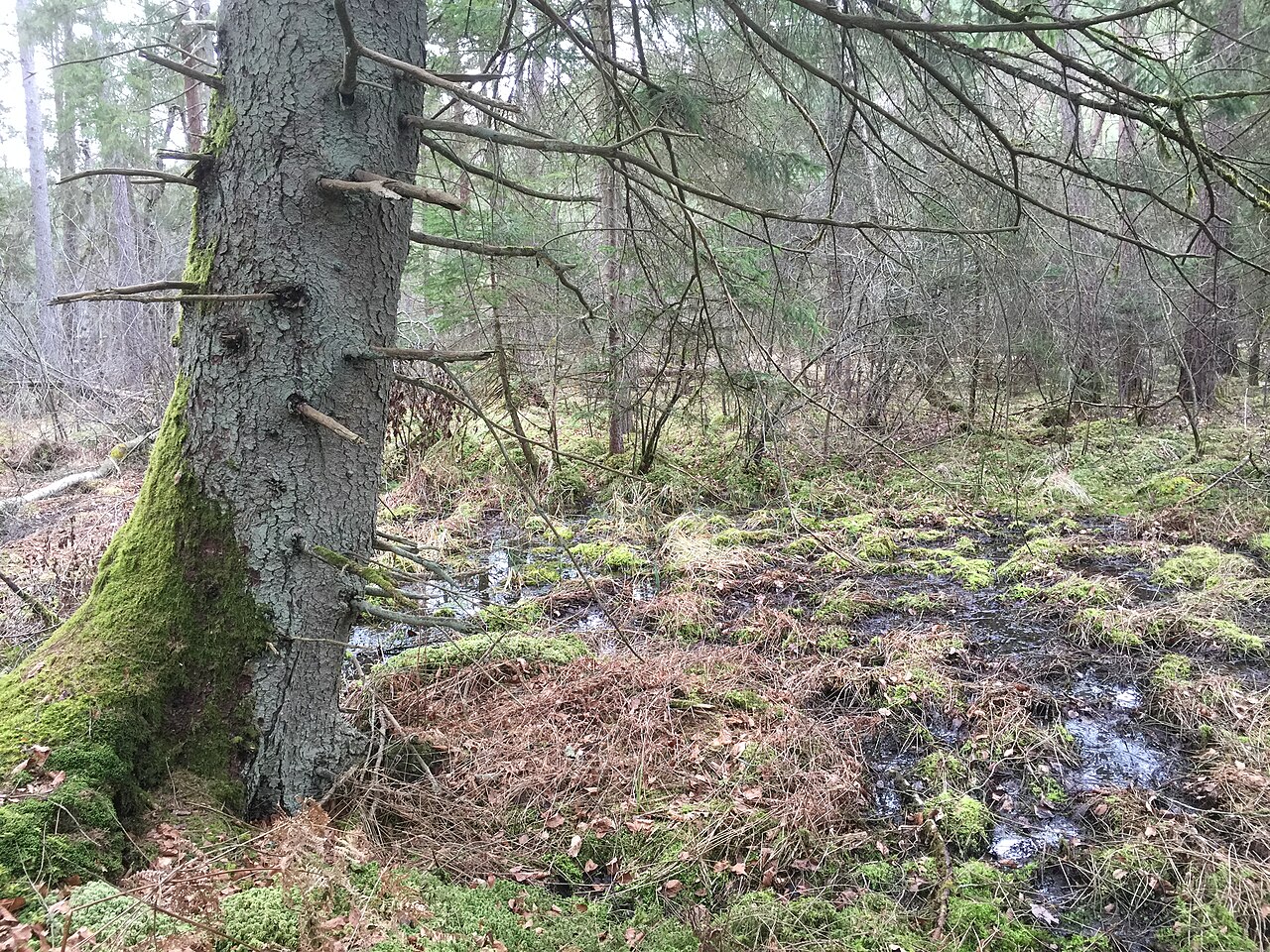 Naturschutzgebiet Winterried bei Allensbach