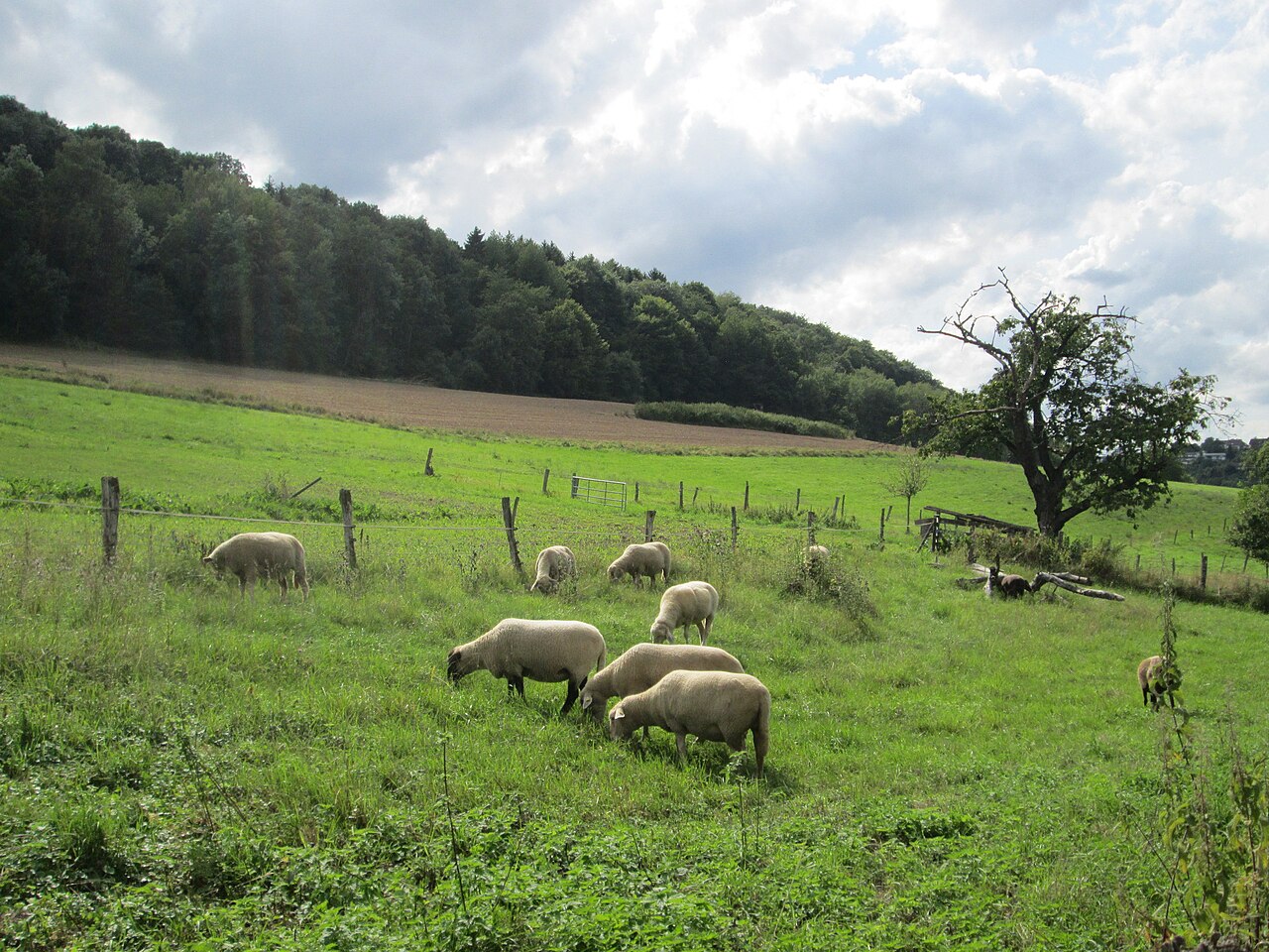 Hausschaf ( Ovis aries ) beim Karcherhof oberhalb von Fechingen