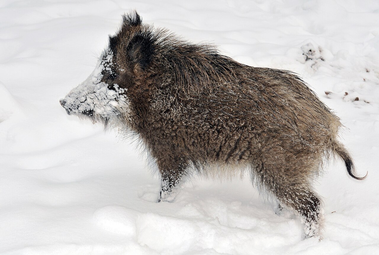 Snowi , a young wild boar in the Wisentgehege Springe game park near Springe , Hanover , Germany
