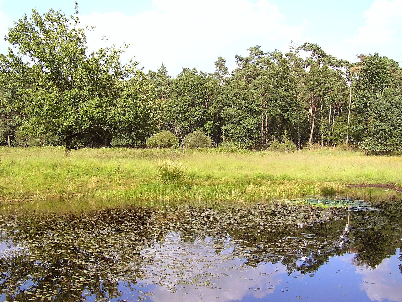 Bog "Schwarzes Venn" in the nature reserve "Deutener Moor", Dorsten, Germany