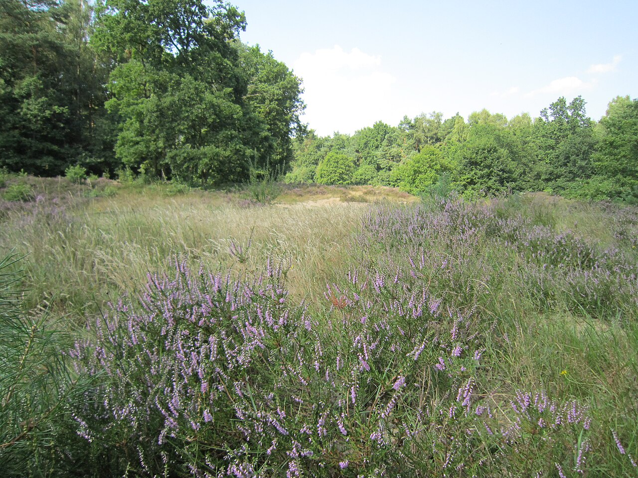 Natural reserve "Wittenbergener Heide": Blossoming heath in August